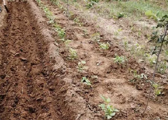 植物施肥|豆角追肥用什么肥料好