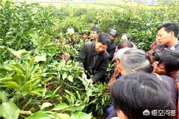 植物嫁接|柑橘嫁接技术几种方法，柑橘嫁接树苗的方法和技术）