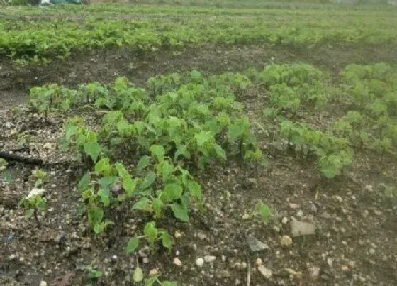 种植管理|土茯苓的生长周期是多长时间