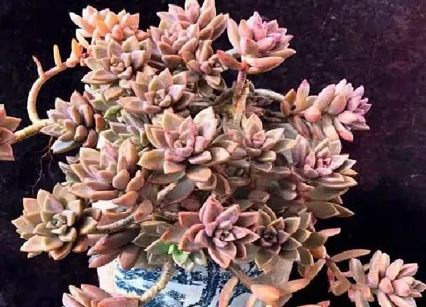 植物移栽|胧月老桩上盆时间与养护方法