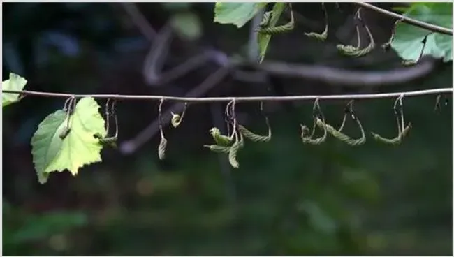 芝麻结蒴期的管理技巧要点 | 农业技术