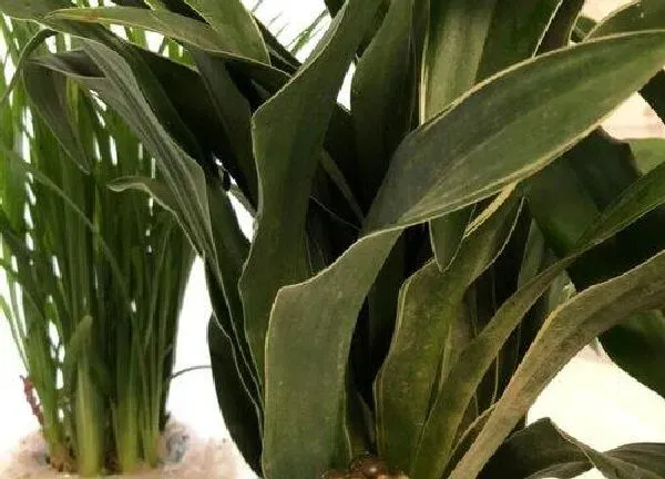 植物移栽|万年青什么时候换盆合适