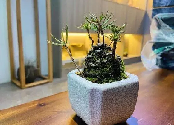 植物百科|黑松是什么植物