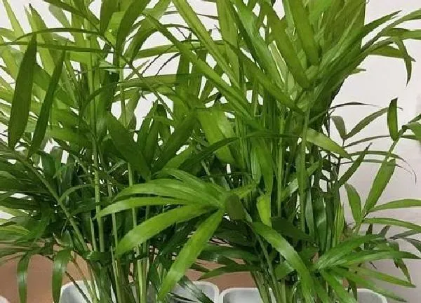 植物移栽|袖珍椰子什么时候换盆合适