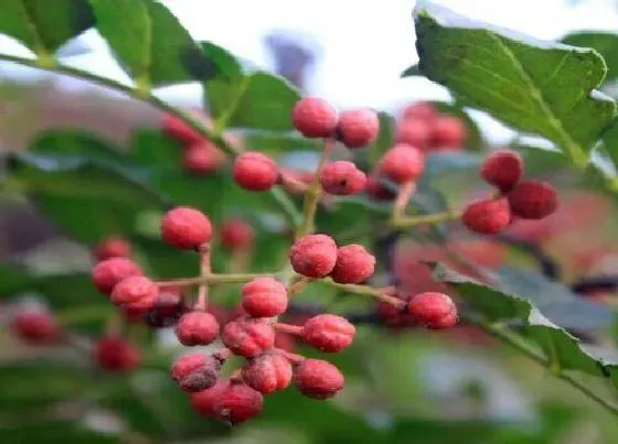 植物修剪|花椒修剪最佳时间