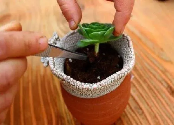 植物移栽|网上买的花回来如何换盆移栽（新买盆栽的移植方法）