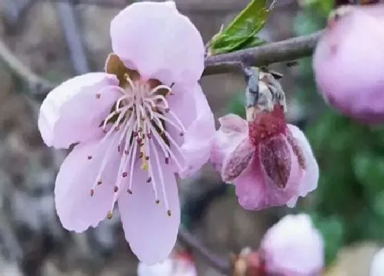 冬天植物|桃树耐寒多少度