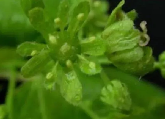 植物排行|被子植物有哪些