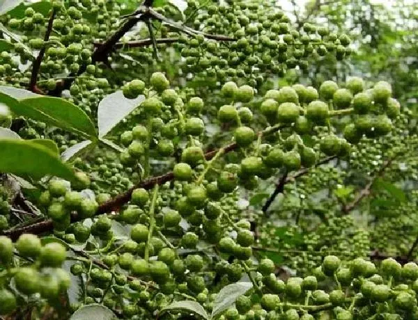 养殖科普|花椒树喜阴还是喜阳光的植物 可以晒太阳吗