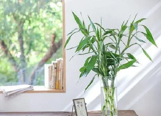 植物百科|水竹会开花吗 开花是什么样子