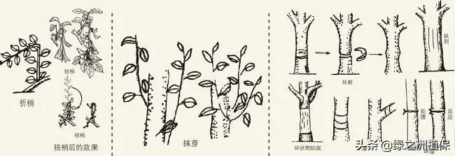 植物修剪|柑桔怎么修剪方法，柑橘幼树10大修枝修剪口诀）