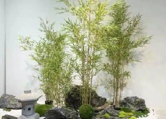 植物种类|竹类植物有哪些品种 常见的属于竹类的植物