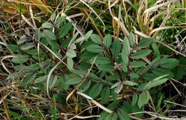 种植管理|白鲜皮种植技术及亩收益，白鲜皮种植成本、亩产及前景）