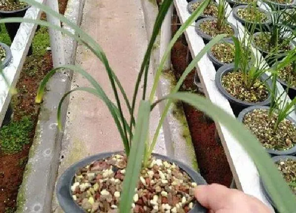 植物移栽|舂兰上盆时间与养护方法