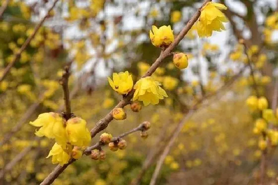 开花时间|腊梅花几月份开花 一年开几次花