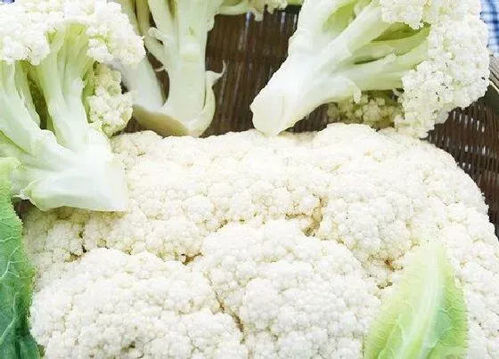 果实科普|花菜是碳水化合物吗
