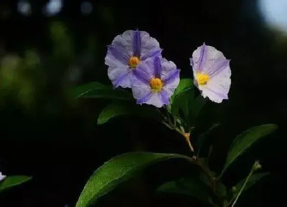 开花时间|蓝花茄什么时候开花