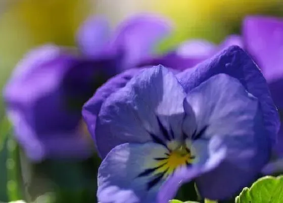 花语|香堇的花语是什么含义 开花代表的象征意思（全）