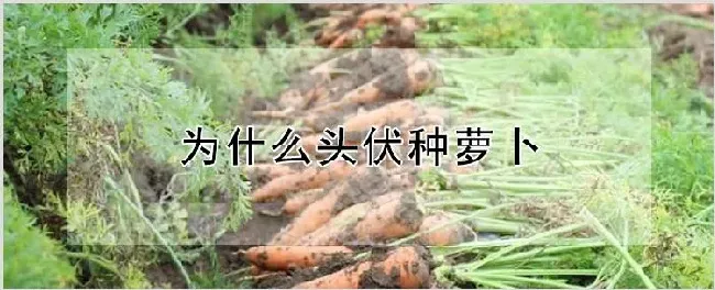 为什么头伏种萝卜 | 种植资料