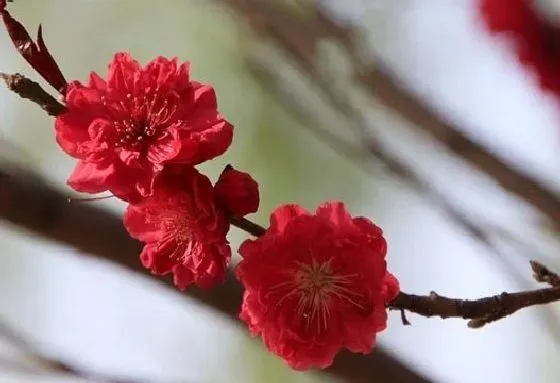 花之最|观赏桃花十大品种（好看的景观桃花品种大全及图片）