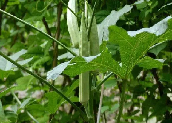 植物播种|秋葵在北方什么时候播种