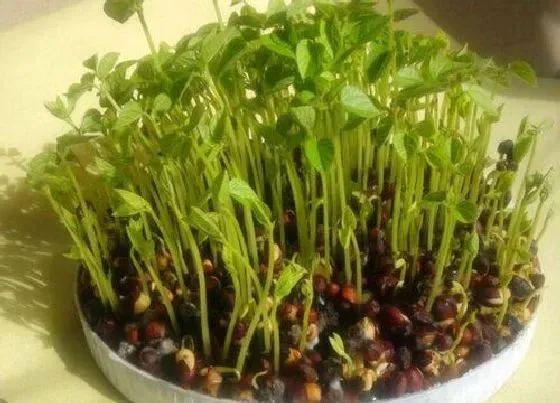 植物播种|赤豆什么时候播种好