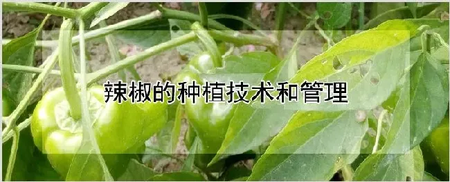 辣椒的种植技术和管理 | 自然知识