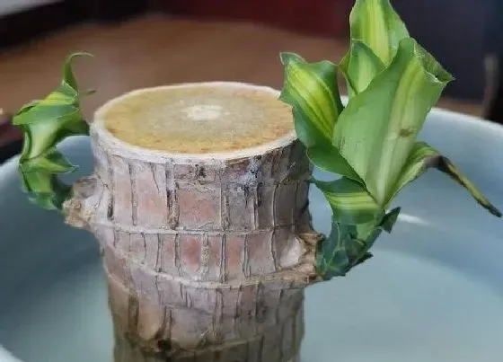 植物寓意|巴西木代表什么象征意义 在风水上的寓意是什么