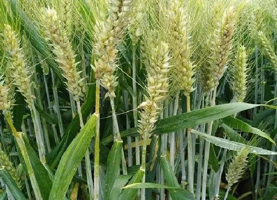 绿植|黑土适合种植什么植物 适合黑土地种的经济作物