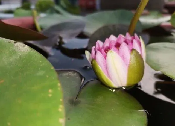 植物香味|莲花有香味吗