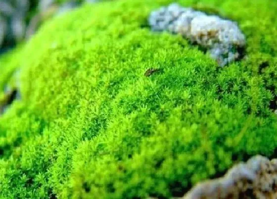 植物百科|青苔是什么植物类别