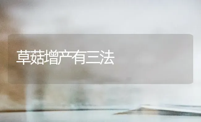 草菇增产有三法 | 食用菌种植
