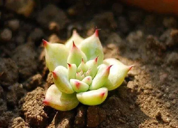 养殖方法|栽花怎么能使花快速扎根（促进花卉根系生长的措施）