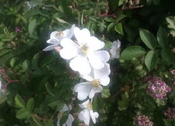 植物寓意|茶蘼花的寓意和象征