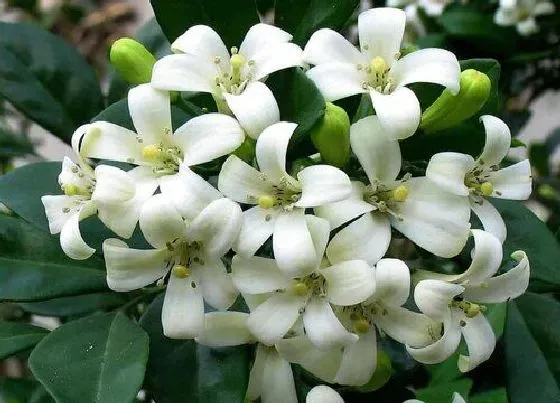 植物香味|九里香有香味吗