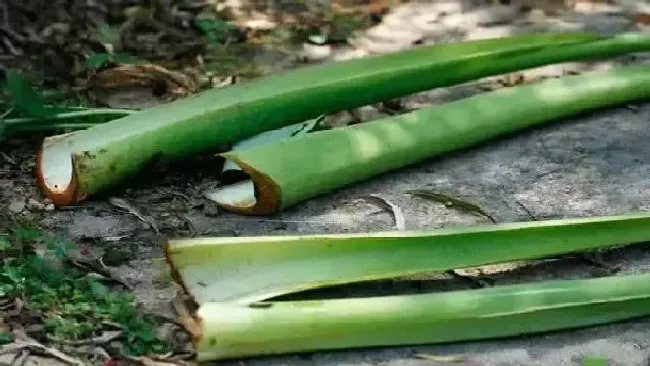 功效常识|芋荷梗的功效与作用