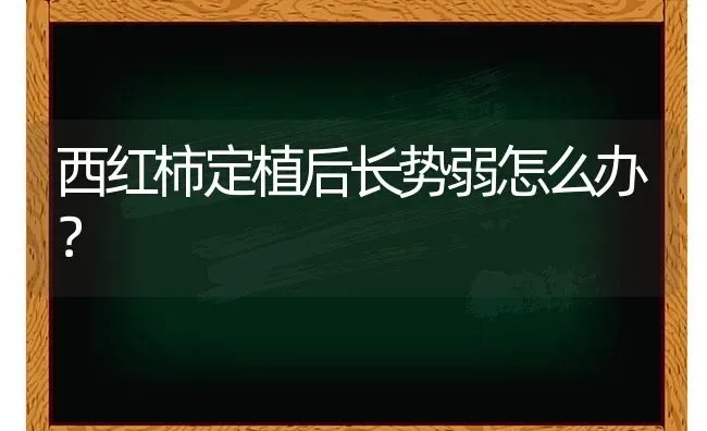 西红柿定植后长势弱怎么办？ | 蔬菜种植