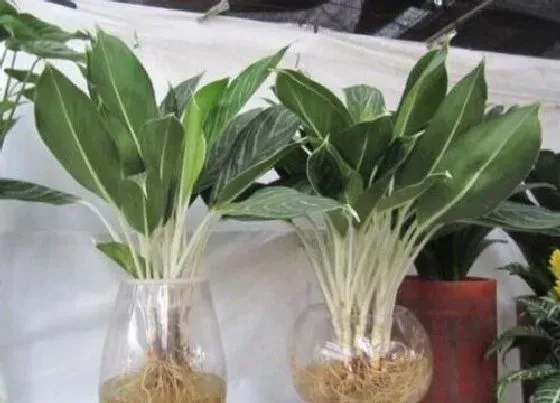 植物种类|粗肋草品种