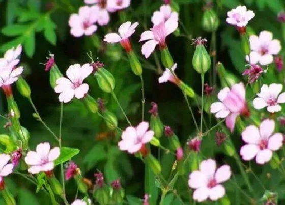 植物寓意|象征助人为乐的植物有哪些