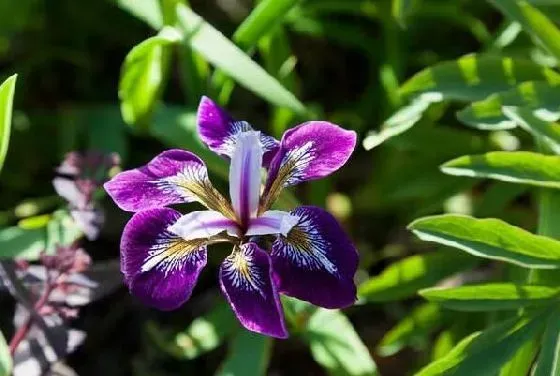 开花时间|鸢尾四季开花吗