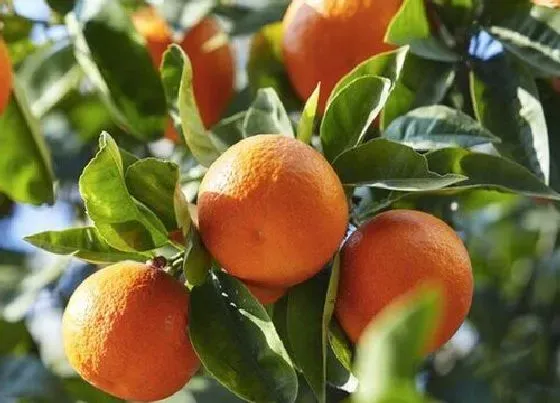 植物修剪|橘子树怎么修剪方法