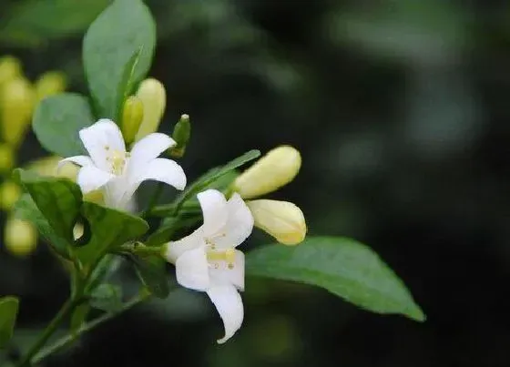 开花时间|米兰一年四季开花吗