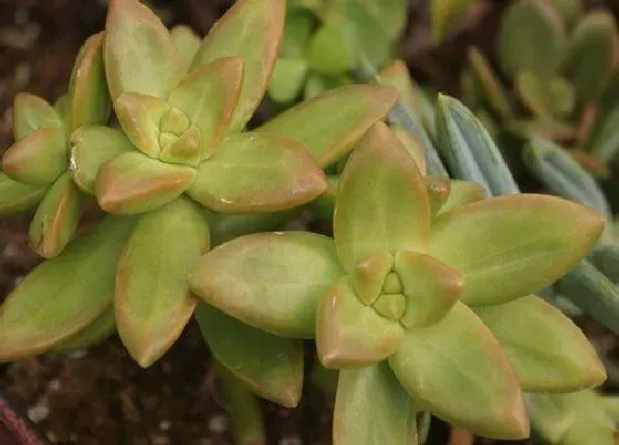 植物播种|多肉植物什么时候播种 合适播种时间