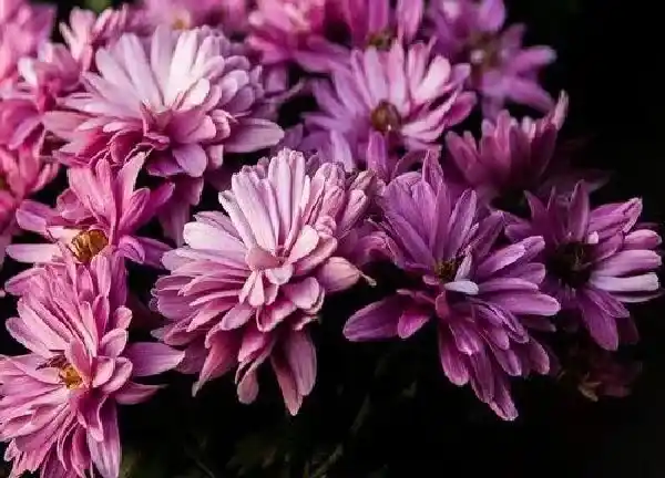 养殖方法|多头菊的养殖方法和注意事项 多头菊怎么养护