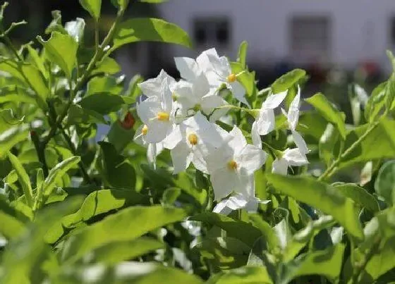 花语|茉莉花的花语是什么