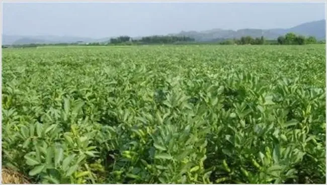 蚕豆高产栽培技术 | 种植资料