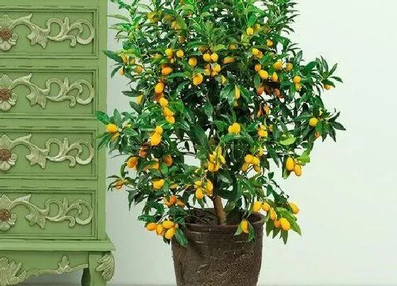 种植管理|金桔盆栽种植方法和注意事项