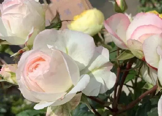 植物种类|可爱多月季是藤本还是灌木