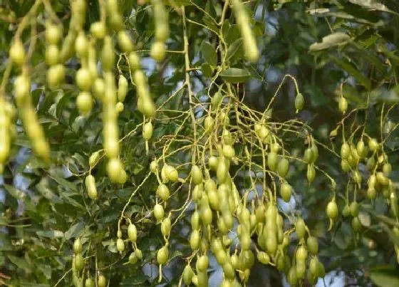 植物百科|唐槐是什么植物 属于什么科植物