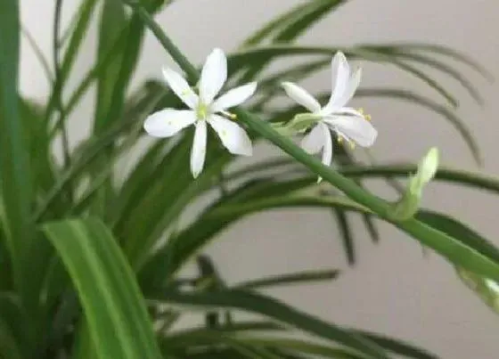 植物百科|金边吊兰会开花吗 开花了好不好